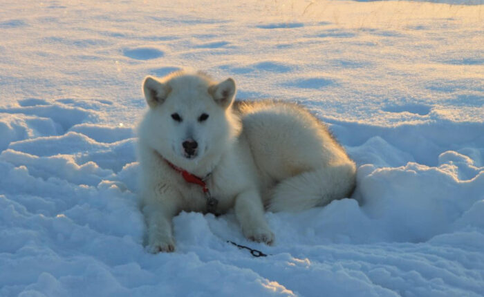 Grønlandsk slædehund