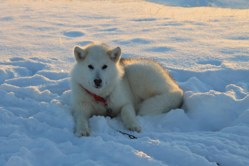 Grønlandsk slædehund